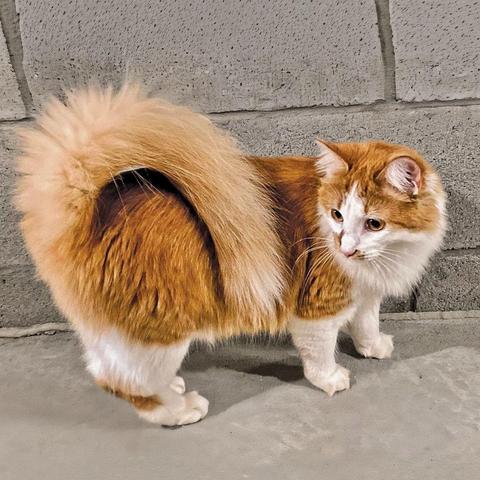 Against a floor of cement and a wall of concrete blocks, a fluffy orange and white cat poses with their side to the camera, a lush tail of body and fur both is curved over the back, dropping tail tip down the side almost to the level of the cat's belly. The face has a white mask and a bit of a moustache, with alert ears and eyes directed off frame, showing off her face, illustrating American Ringtail, Breed in Progress.