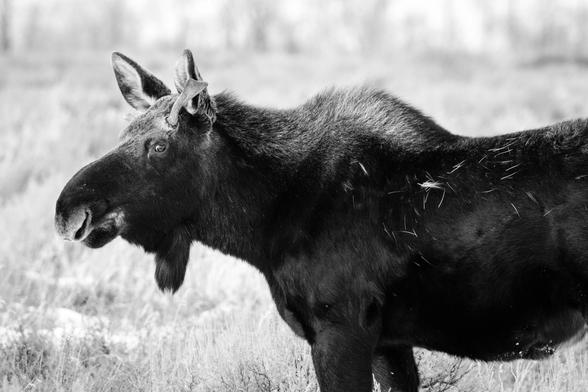 A moose with small paddles and grass on his fur standing on the sage brush at Antelope Flats.