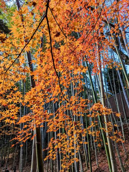 Orange maple leaves add a splash of colour to a bamboo grove at Kitano Tenmangu.