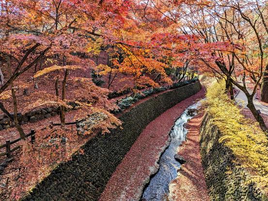 Autumn at the Tenjingawa, and red leaves gather like a thick carpet about the river.
