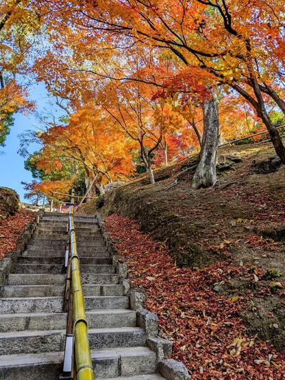Steps climb the Odoi under autumn colours. This old earthen berm could easily be mistaken for a natural slope.