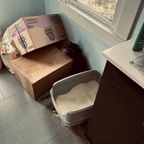 behind a couple of boxes and next to a litter box, a black cat and a white cat peer out at us