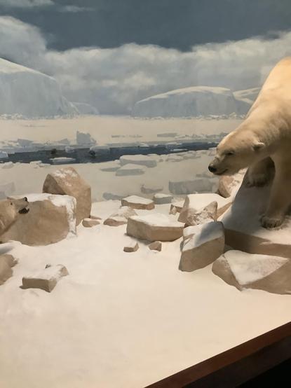 #polarbear (Ursus maritimus) is a large bear native to the Arctic and nearby areas. It is closely related to the brown bear, and the two species can interbreed. The polar bear is the largest extant species of bear and land carnivore by body mass,