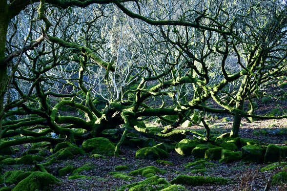 Green mossy low growing tree