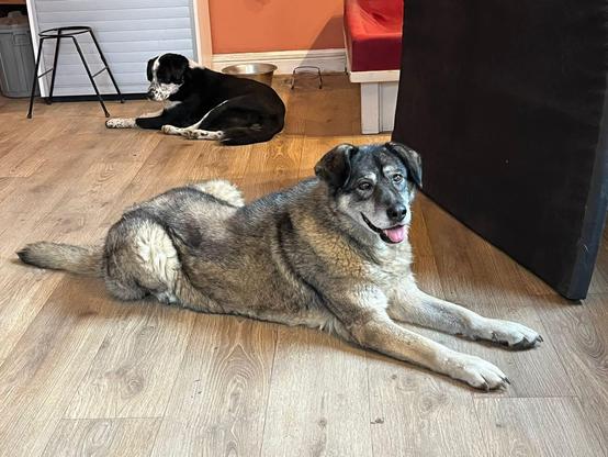 Das Bild zeigt Hulda und Hindi im neuen Zuhause.
Hulda liegt im Vordergrund und nimmt einen Großteil der unteren Bildhälfte ein. Sie liegt auf dem Bauch, hat ihre Vorderpfoten ausgestreckt und blickt direkt in die Kamera. Das Schnäuzchen ist leicht geöffnet und ihre Zunge ist sichtbar. Sie wirkt zufrieden und glücklich.
Hindi liegt weiter hinten im Bild, leicht links hinter Hulda. Der Kopf von Hindi ist von Hulda weggewandt, und er scheint zu dösen.
Der Boden ist aus hellbraunem Laminat. Links hinten steht ein schwarzer Hocker mit Metallbeinen vor einer weißen, vertikalen Rollladenfront eventuell ein Schrank. Mittig hinten steht ein silberner Napf auf dem Boden.
Rechts ist ein Teil eines roten Sofas sichtbar, das vor einer orangefarbenen Wand steht.
Ganz rechts sieht man die große schwarze Lehne eines Sessels.
