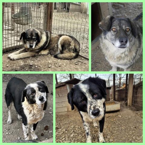 Hier nochmal die Bilder aus dem Shelter
Bild oben links
Hulda in einer Ecke des Kennels vor dem Gitter und zeigt ihre gesamte linke Seite. Sie ist mehrfarbig, dunkel und hell- alle Fellfarben vorhanden, Grau an der Schnauze deutlich erkennbar. Das Fell ist sehr dicht und sie wirkt deutlich größer als sie ist. Im Hintergrund sieht man die Tränke des Nachbarkennels und weiter weg andere Kennel.
Bild oben rechts
Hulda schaut die Volontärin an, man sieht ihre Schlappohren, Hals und Brust in helleren Farben, wunderschöne braune Augen und das schon angegraute Schnäuzchen. Links ist ein Teil ihrer Hütte zu sehen und der Boden ist mit Erde und Kies bedeckt.
Bild unten links
Hindi steht auf dem Boden und ist leicht seitlich zu sehen. Er ist größtenteils schwarz, hat ein weiße Brust großflächig bis zum Nacken und eine weiße Maske. Seine Beine sind alle unterschiedlich weiß mit schwarzen Tupfern. Er schaut mit leicht geneigtem Kopf in die Kamera. Diese Schiefhaltung hat er permanent.
Bild unten rechts
Hindi scheint auf die Kamera zuzulaufen. Wieder die Schiefhaltung seines Kopfes. Dieses Mal frontal und man kann hier sehen, dass auch auf seiner weißen Maske schwarze Tupfer sind. Im Hintergrund sind links seine Hütte und rechts der Futtertrog zu sehen. Im Hintergrund gesamt der Zaun seines Kennels.