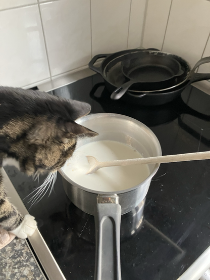 Poes Billie kijkt peinzend naar het pannetje havermout op de inductieplaat