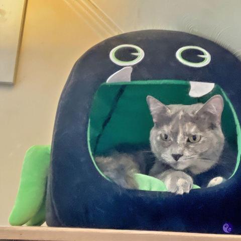 A cat hut shaped like a dragon head, with felt teeth and eyes, holds a curled up small dilute tortoiseshell cat, gray with orange and cream patches, with sunshine slanting over her face and paws.