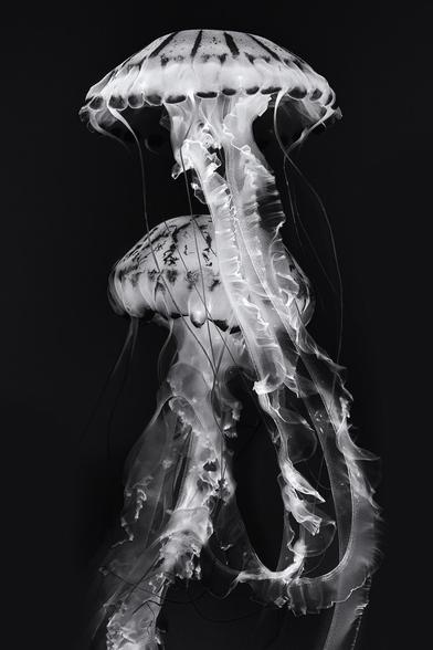 Two jellyfish in black and white floating in a tank at the Monterey Bay aquarium.