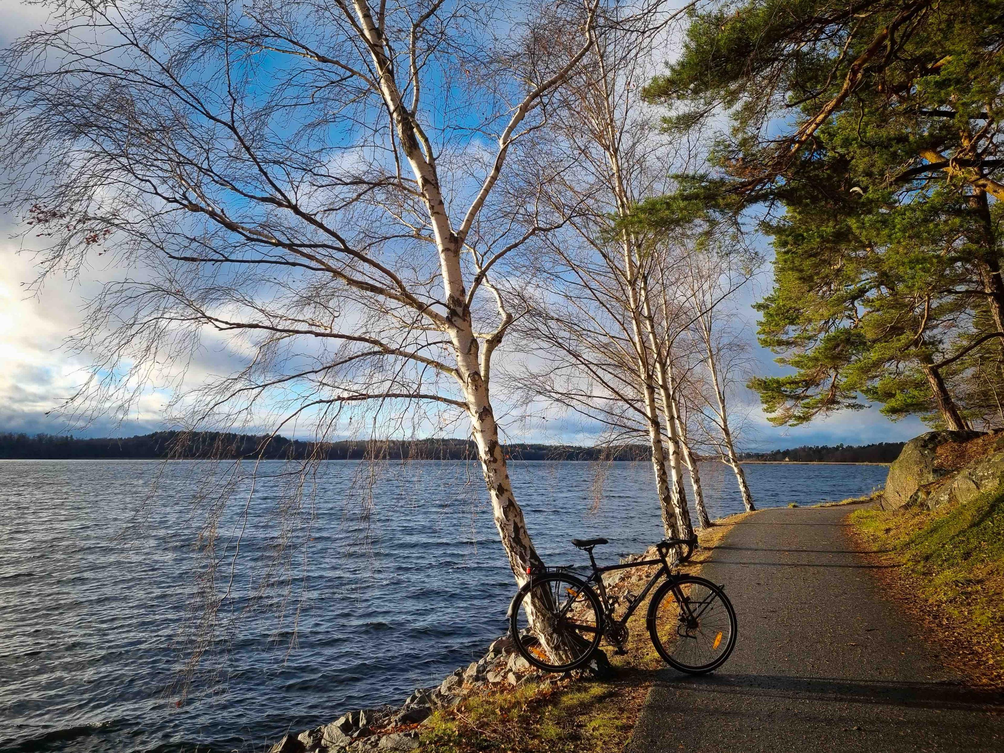 A bicycle leaning on a tree next to the Baltic Sea. The low hanging winter sun is shining strongly. Photographed on the island of Lidingö, Stockholm.