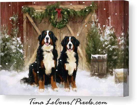 This is a canvas of two bernese mountain dogs standing in the snow in front a country barn decorated for christmas. 