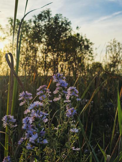 Purple wildflowers in a sunlit meadow with tall grasses. Trees and a warm, golden sky in the background evoke a peaceful, serene atmosphere.