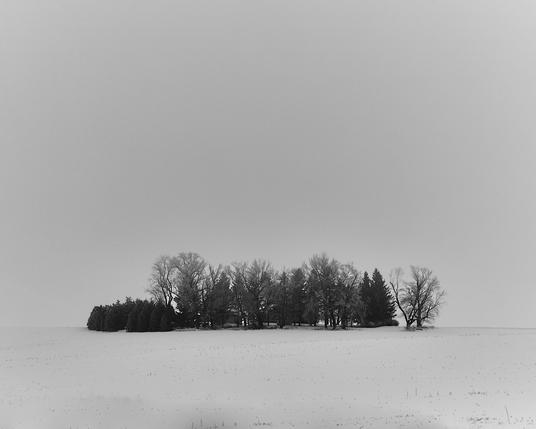 A small stand of bare winter trees sits alone in the middle of a wide, snow-covered field. The sky is foggy and pale, creating a soft, even tone with little contrast. The trees form a dark line against the light snow, giving the scene a quiet, isolated feeling. The landscape is empty except for the cluster of trees, and the air appears cold and still.