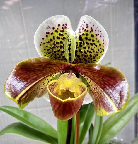 A slipper orchid, its slipper is mahogany colored with yellow detailing. It has 2 broad side petals of a shiny bright mahogany and an upper petal slightly clefted at the top, mostly a bright yellow green edged with white and covered with raised shiny spots of a deep maroon. It is handsomely proportioned.
