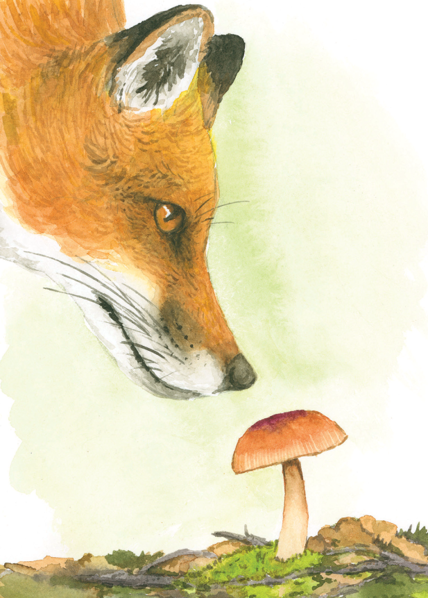 A red fox smelling a mushroom.