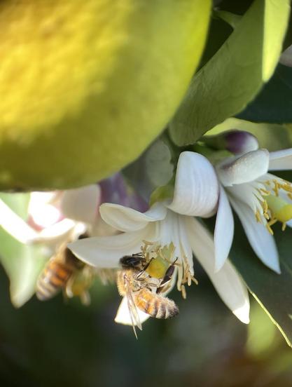 Two honeybees visit lemon tree flowers. One bee in sharp focus on the yellow stigma surrounded by white petals. A ripening lemon in soft focus in the foreground. 