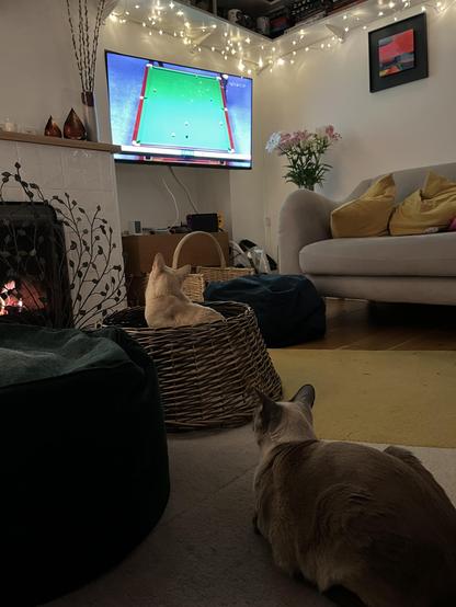 Two cats sit staring at a TV showing snooker. One of them is sat inside a wicker basket which is meant to be a cover for a Christmas tree stand, but actually is used for “lovely games” where the winner takes up residence until the next cat challenger arrives 