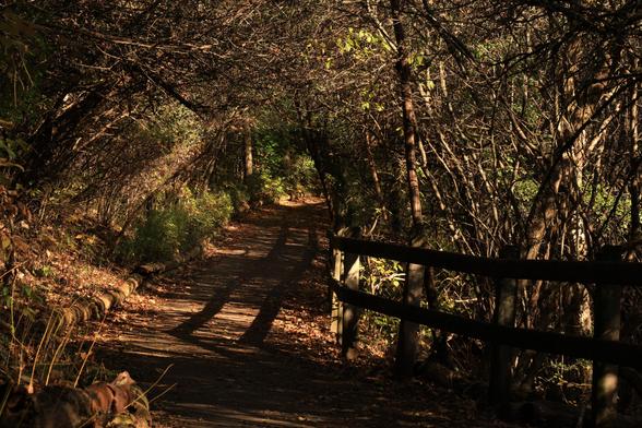 This is a landscape format photo of an accessible hiking trail that goes through a forested area. Younger trees line both sides of the trail; however, they still form an arch over the trail from one side to the other.  As this is an autumn season photo, most of the leaves have fallen and can be seen on the ground. The frame is completely filled by this scene in the woods, with no trace of the sky being visible.  The trail has a short wooden fence/guardrail on the right side which casts a strong shadow on the trail's surface. This image portrays a "tangly" vibe due the many overhead branches that create a "tunnel effect" as you look along the trail.