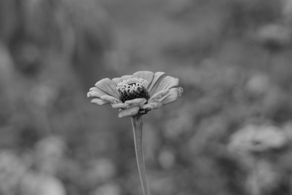 Medium sized flower with a layer and a half of wide petals in black and white seen from the side with many more blurred out further away