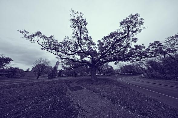 The branches of an oak tree holding on to leaves in the fall seem to be extended out from the middle in a distorted space on a huge grass lawn with a few other trees and a historic clocktower on the hill above