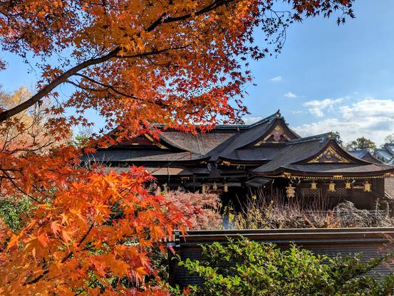 Autumn leaves before the main shrine of Kitano Tenmangu.