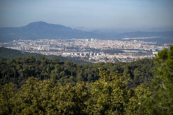 Els casos detectats fins ara es concentren a la Serra de Collserola (Europa Press David Zorrakino)