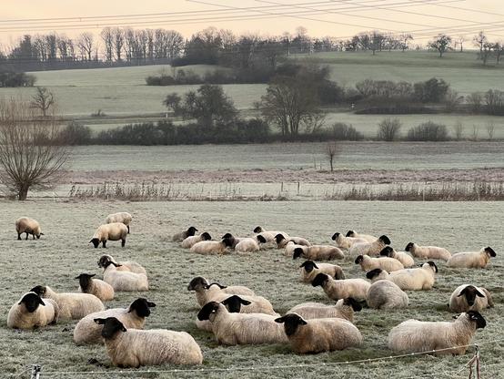 Eine Herde Schafe liegt an einem kalten Dezembermorgen bei fahlem Licht auf einer mit Reif überzogenen Wiese. Im Hintergrund ein sanfter Hügel und ein paar kahle Baumreihen. 