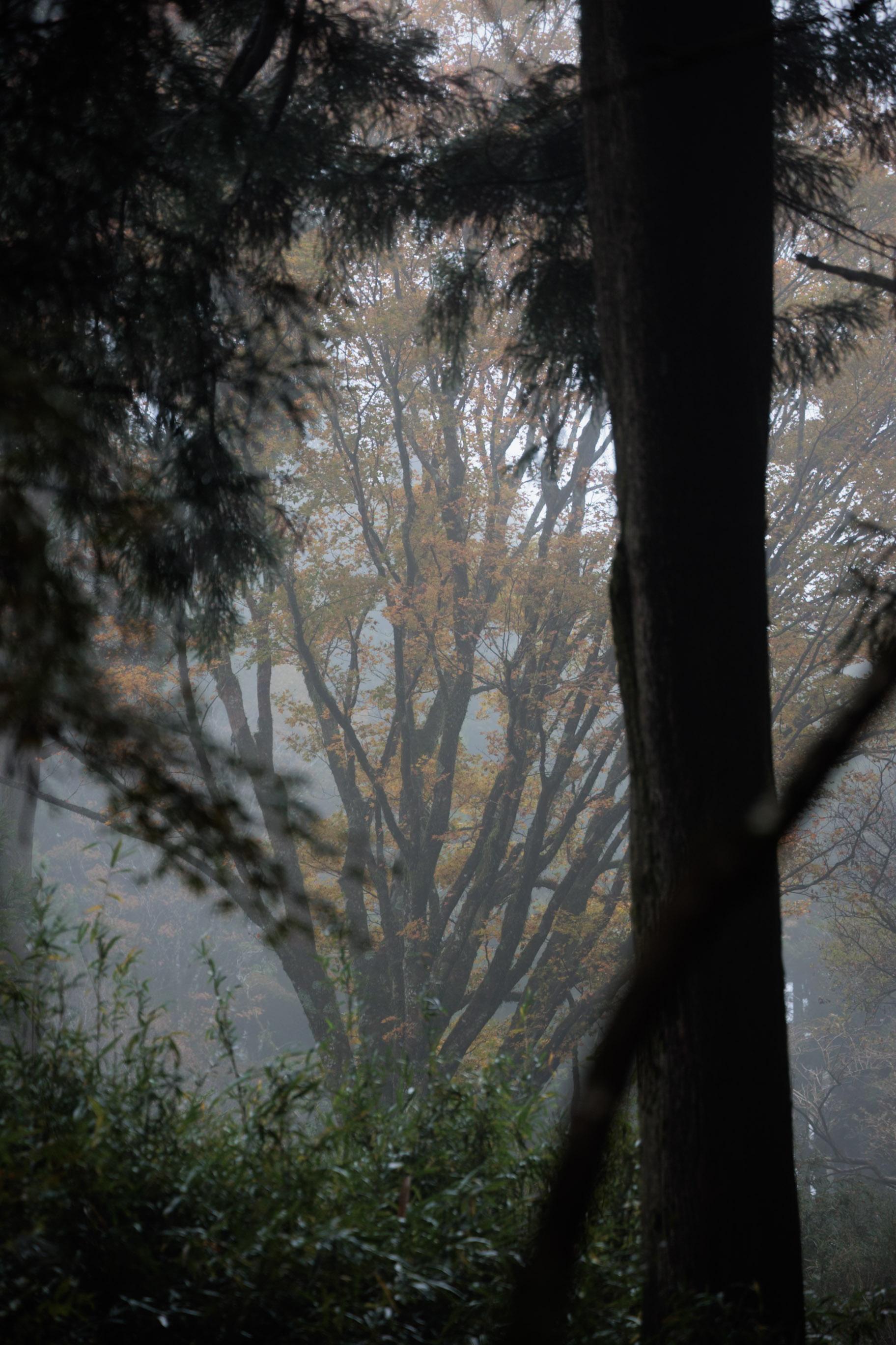 A misty forest scene with tall trees, featuring a vibrant autumn tree in the background, partially obscured by fog and greenery.