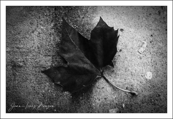 A single, dark maple leaf rests alone on a rough concrete surface, captured in stark black-and-white. Its lobes are slightly curled and one tip is torn, the veins etched like fine ink against the shadowed flesh. The short stem points gently outward, and a soft, low-angled light throws a muted shadow that emphasizes the leaf’s sculptural shape. The concrete around it is grainy and speckled — tiny pebbles, a pale paint fleck, and subtle stains — giving the scene an urban, weathered feel. The image has a quiet, melancholy stillness, like a small moment of autumn paused and preserved. In the lower-left corner a faint handwritten signature anchors the composition, adding a human touch to the solitary object.
