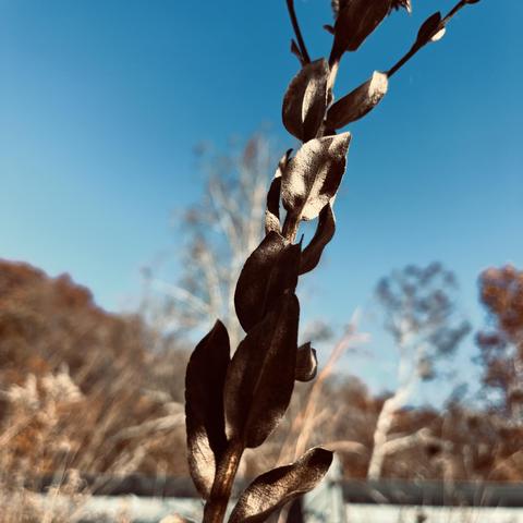 a dried plant outside between fall and winter