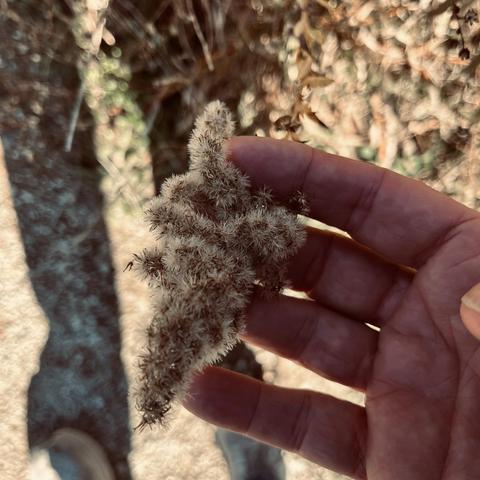 a hand touches dried flowers outside