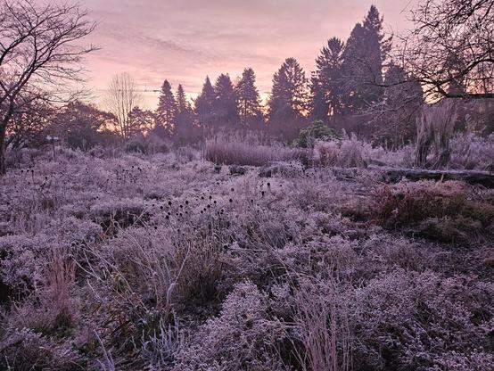 Mit Raureif beeiste Staudenbete im rosa Licht des Sonnenaufgangs. Im Hintergrund Baumsilouetten.
