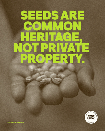 #SeedSovereignty is under attack — but resistance is growing #2Dec ✊🏽Global day of action against #UPOV 👉 https://StopUPOV.org | #StopUPOV Let's continue to defend #SeedFreedom Together, we can keep #seeds in the hands of peasants who feed the world #UNDROP #RightToSeeds #Right2Seeds #FoodSovereigntyNOW