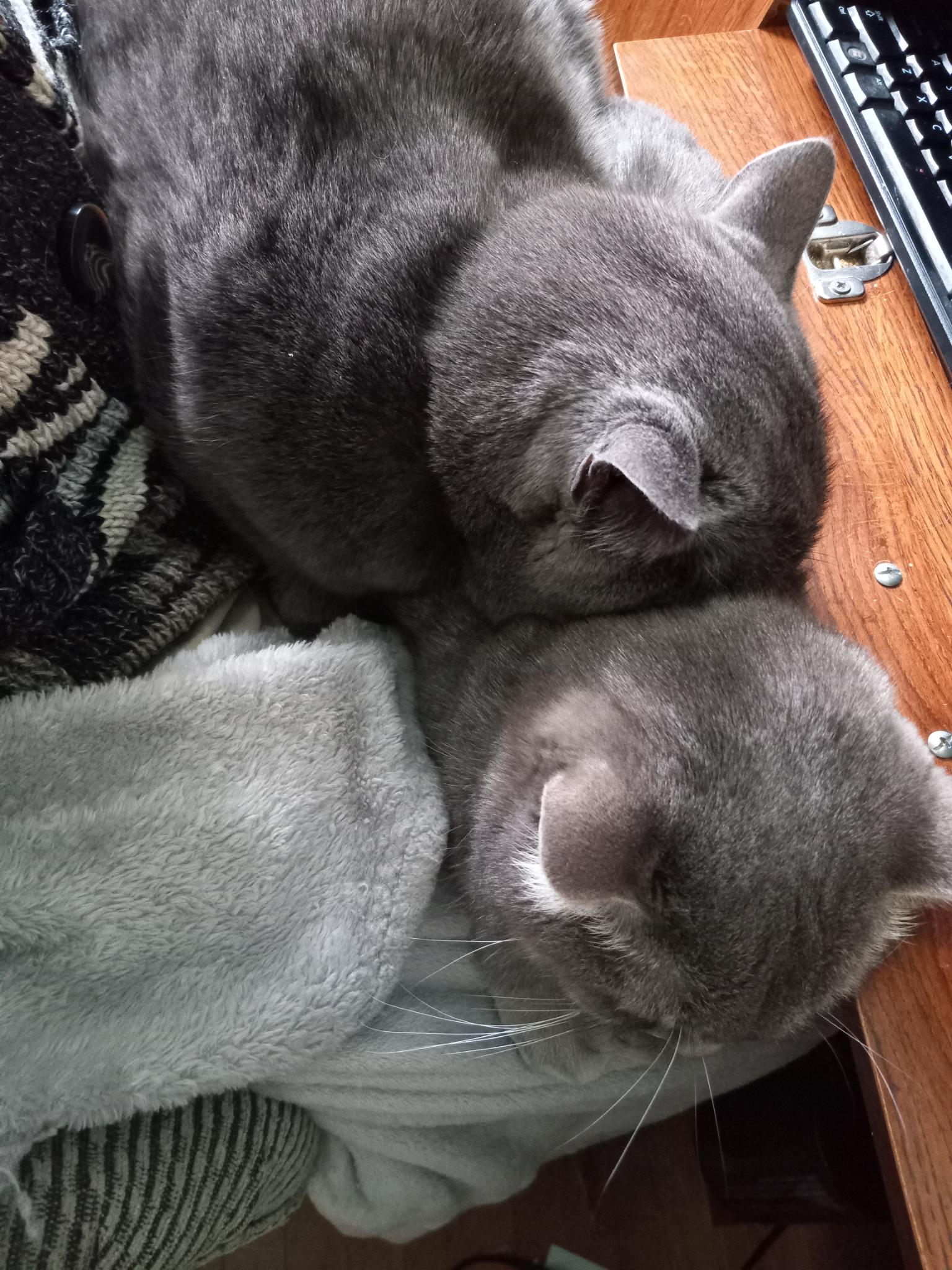 A grey cat snuggled on top of a grey stripey cat, both smooshed up against a keyboard tray and my sweater.