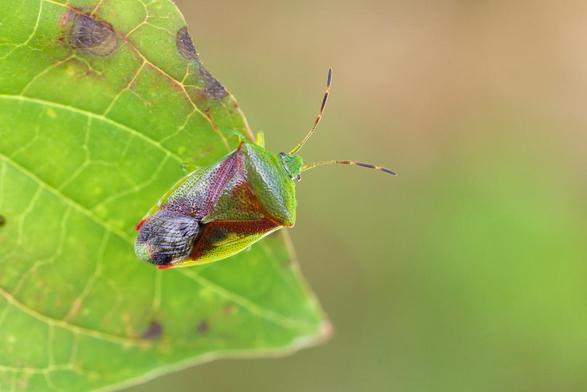 Punaise allongée de couleur vert et rouge, aux antennes bicolores. Elle est posée sur une feuille verte aux nervures bien saillantes partiellement rouges. L'arrière plan flou a les mêmes tonalités que l'insecte et la feuille.