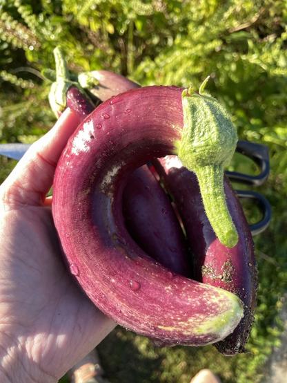 Three long purple eggplants held in my hand in bright morning sun. Background is soft green basil blur