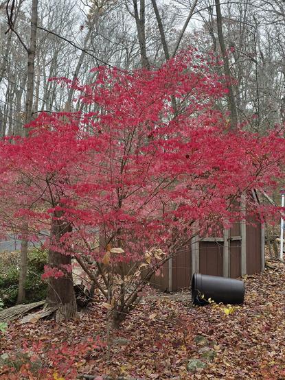 A small tree is bright red leaves in front of a dull red shed.