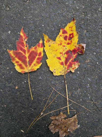 Red and orange leaves on pavement.