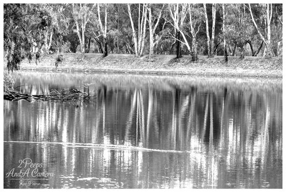 Black and white photograph depicting a still body of water reflecting a dense row of Australian Gum trees (Eucalyptus) with bright white, stark trunks.

The trees stand on a dark bank, creating a strong vertical line contrast with their reflections on the water's surface.
