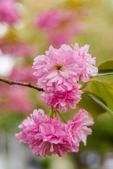 A few dense clusters of crinkly pink petals are in the foreground with more in the far distance blurred out.