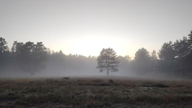 Blick auf eine Wiese, die im Nebel liegt. Leicht rechts von der Mitte steht ein einzelner Baum, eine Kiefer. Im Hintergrund sind weitere Kiefern zu sehen, die einen Waldrand bilden. Der Himmel schimmert noch vom restlichen Licht des Tages.