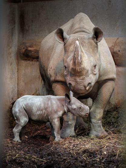 An eastern black rhino calf with mother.