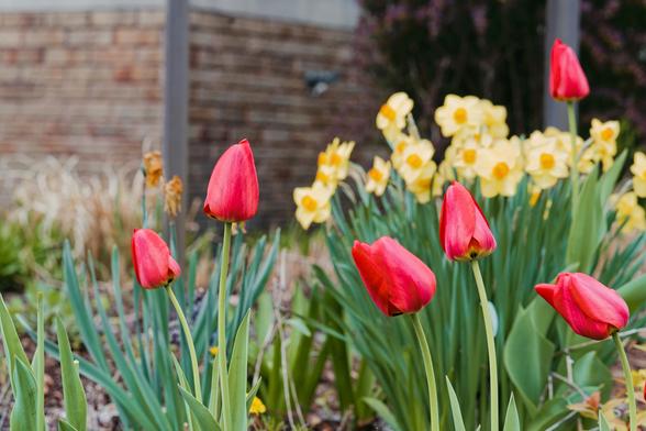 Five red tulips in the foreground and a cluster of yellow daffodils with darker yellow walls with the outside corner of a brick wall visible in the background.