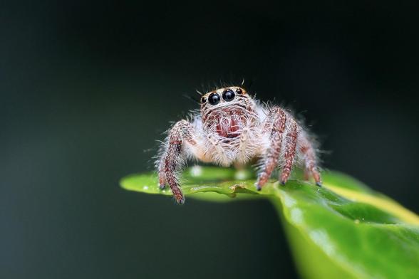 Jumping spider (Salticidae)
Photograph by R. Overhate