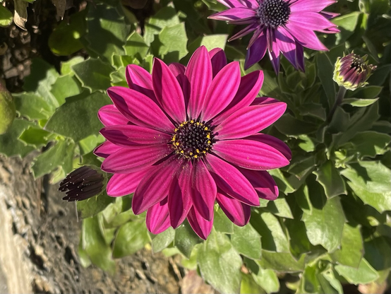 オステオスペルマム