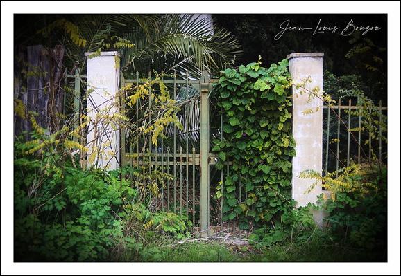 A narrow wrought-iron gate stands framed between two pale stone pillars, the vertical bars and simple finials rising like a quiet fence to a hidden garden. Thick green vines and heart-shaped leaves have claimed the right pillar, spilling across the metal and softening the rigid lines with a lush, living curtain; smaller tendrils and yellowing leaves cling to the left pillar as well. Behind and above the gate, broad palm fronds and dense foliage press in, hinting at a tangle of tropical growth beyond. The ground in front is a mix of grass and scattered leaves, a faint, uneven path leading to the gate that suggests it is seldom used. Light is gentle and slightly diffuse, and the image carries a tranquil, slightly melancholic mood — a quiet, secret entrance that feels both inviting and neglected. 
