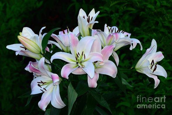 Lilium 'Stargazer' (the Stargazer lily) is a hybrid lily of the Oriental group.

By Kaye Menner Photography

https://kaye-menner.pixels.com/featured/pastel-pink-stargazers-by-kaye-menner-kaye-menner.html

Oriental lilies are known for their fragrant perfume, blooming mid-to-late summer. Stargazers are easy to grow and do best in full sunlight. They have a fast growth rate and should be planted in full sun in well drained loamy or sandy soil. When mature, Stargazers can grow to a height of 36 inches with a spread of 12 to 16 inches with 4 to 5 flowers per stem.

The Stargazer lily was created in 1974 by Leslie Woodriff, a lily breeder in California. Woodriff called the new cross 'Stargazer', because the blooms faced towards the sky.

The ASPCA reports this plant as being toxic to cats. They are said to cause vomiting, inappetence, lethargy, kidney failure, and even death. Cats are the only species known to be affected.

THE FINE ART AMERICA LOGO WILL NOT APPEAR ON PURCHASED PRINTS OR PRODUCTS.