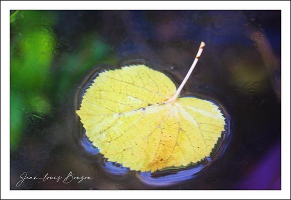 A single heart-shaped leaf floats alone on a dark, glassy surface, its yellow surface warmed by subtle veins that fan from the short pale stem to the scalloped edges. Tiny brown flecks and the faint translucence of the lamina give it a fragile, slightly weathered look, as if it has just separated from the tree and is taking a quiet moment to rest. Around the leaf, concentric ripples and a thin halo of blue and violet tint the water, catching light and framing the shape like a soft, painted border. The background dissolves into out-of-focus greens and purples, lending a shallow, intimate depth that keeps all attention on the leaf’s texture and silhouette. A small cursive signature sits unobtrusively in the lower corner, but otherwise the composition is spare and contemplative — a simple, almost meditative study of color, form and stillness that reads like a tiny autumn portrait.