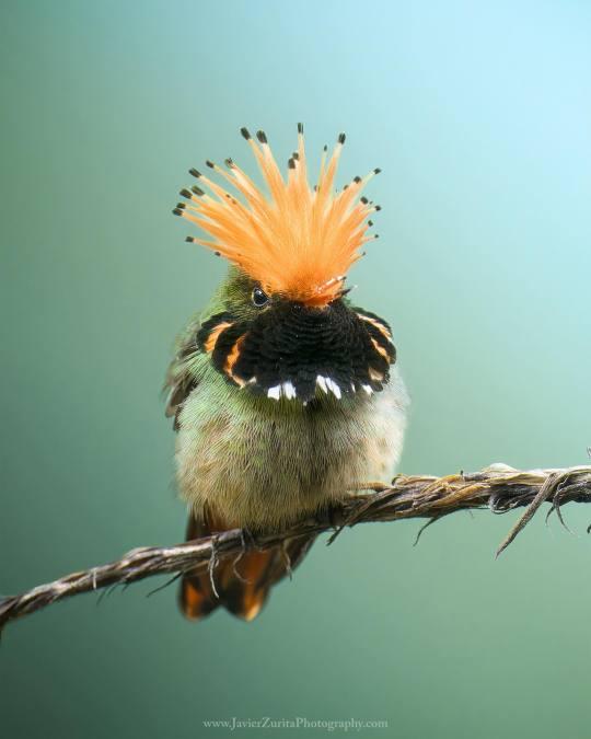 Rufous-crested Coquette