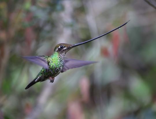 Sword-billed Hummingbird, with a beak longer than the rest of its body.